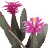 Nasitip 36''Tall Artificial Cactus, Fake Cactus Potted Faux Cacti Plants in Pot Lifelike Potted for Balcony Living Room Kitchen Entranceway - 2 of 4