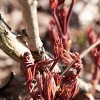 Van Zyverden Set of 3 Roots Peonies Mother's Choice - 3 of 4