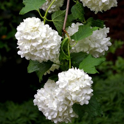 3ct Viburnum Sterile 4" Potted Rocketliners Plants - Van Zyverden