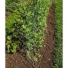 Pea Fence Straw Bale Garden Expandable Galvanized Steel 40-80 inch High Set of 2 - 3 of 3