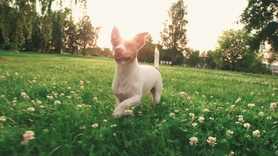 Blue Interactive Planet Treat Dispensing Chew Toy for Dogs