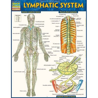 Lymphatic System - by  Vincent Perez (Poster)