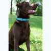 Country Brook Petz Premium Nylon Dog Collar with Metal Buckle for Small Medium Large Breeds - Vibrant 30+ Color Selection - 4 of 4