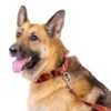Country Brook Petz Martingale Dog Collar - Paisley Collection - 3 of 4