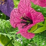 purple & fuchsia & red