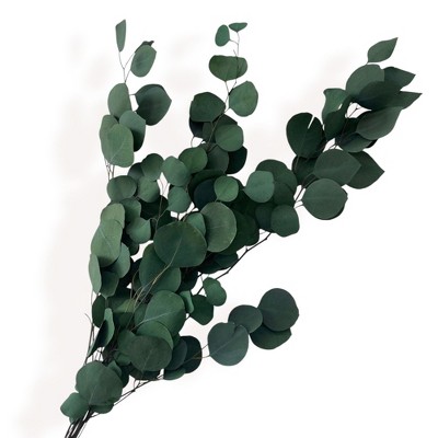 Alilang Decorative Dried Eucalyptus Stems for Home Decoration and Crafting Arrangements, 26.5 Inches