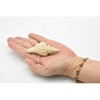 Collectible Wildlife Gifts | Tuba Shell, Hemifusus, Sea Snail, Ocean, Sea Life, Plastic Model, Realistic,  Animal, Life Like, Gift,  3"  F4112 B96 - 3 of 4