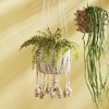 Plum & Post Boston Fern Drop-In 16" - 2 of 4