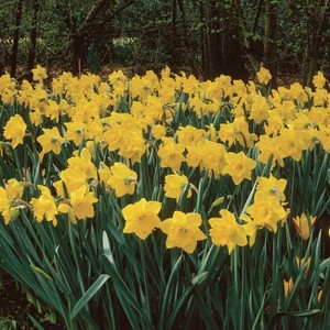 Van Zyverden Set of 25 Daffodils Bulbs Classic Improved King Alfred - 1 of 3