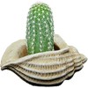 Classic Home and Garden Indoor/Outdoor Cement Succulent Planter with Drainage Hole, Jagger Shell, Beige, 5" - 2 of 4