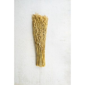 Bundle of Natural Sea Oats – 30" Dried Botanical Stems for Coastal or Beach Decor By Kalalou - 1 of 3