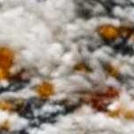 charcoal, medium gray, light gray, off white, rust, mustard