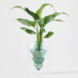 Holiday Floating Pines Live Plant - Good Little Garden™ - 1 of 3