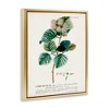 Stupell Industries Scientific Botanical Plant Seeds Floating Frame Canvas Art - 2 of 4
