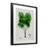 Stupell Industries Vintage Fan Palm Plant Framed Print Under Glass - 2 of 4