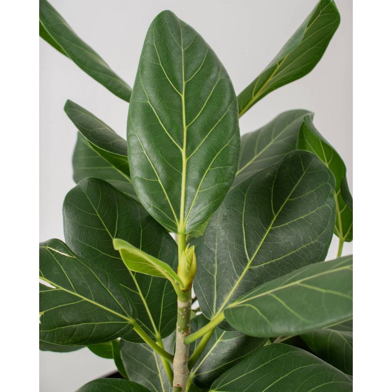 Ficus Audrey - National Plant Network, 4 of 6