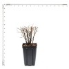 Van Zyverden Spiraea Snowmound 4" Potted Rocketliners White Spiraea in Nursery Pot - 4 of 4