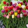 Van Zyverden 50ct Bulbs Tulips Long Stemmed Mixture - 4 of 4