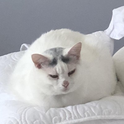 Kattenbak Primeur Geïntegreerd Afneembare Deep Sovel Houder Draagbare Kattenbak