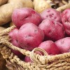 Van Zyverden 12ct Bulbs Potatoes Dark Red Norland - 2 of 4