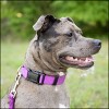 Country Brook Petz American Made Deluxe Nylon Dog Collar - 4 of 4