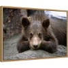 23" x 16" Grizzly Bear Cub Lying Down by Design Pics Danita Delimont Framed Canvas Wall Art - Amanti Art: Nature-Inspired Decor - 2 of 4