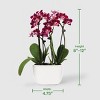Live 4" Mini Orchid Duo Houseplant in Planter - Good Little Garden™ - 4 of 4