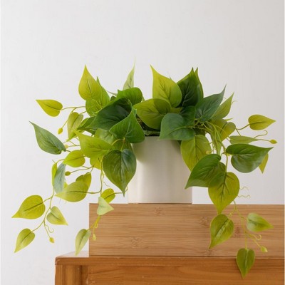 Potted Green Ivy in White Ceramic Tabletop Planter