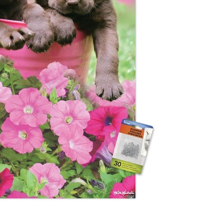 clear push pins bundle