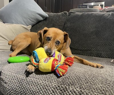 Hasbro Plush Rope Playdoh Cans Dog Toy - Yellow - 18 : Target