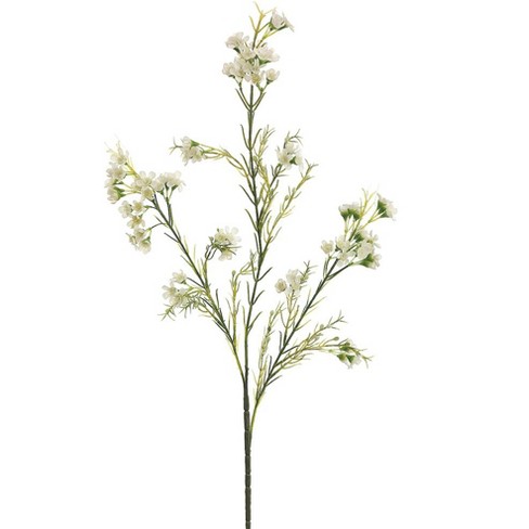 Wax Flower White Hybrid - Potomac Floral Wholesale