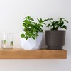 Bloem Harlow Round Resin Planter Pot Indoor and Outdoor Gardening - 2 of 4