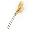 The Lakeside Collection Natural Hays and Grasses Home Accents - Natural Set of 2 Picks 2 Pieces - 4 of 4