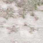 beige/sage