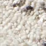 cream, charcoal, ivory, gray, tan, medium gray