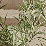 grayish black chenille