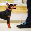Paaaawaters Adjustable Dog Collar and Leash Set for Small Medium Large Dogs (Collar+Leash -Neck 12”-32”) - 4 of 4