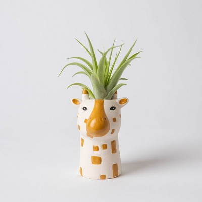 Funky Grasslands Giraffe Plant - Good Little Garden™