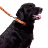 Country Brook Petz Orange Sunset Camo Martingale Dog Collar and Leash - 3 of 4