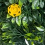 4 yellow flowers