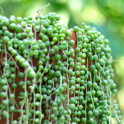 3pc String of Pearls - National Plant Network