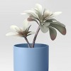 Multicolor Succulent Multipack Plant - Room Essentials™ - 4 of 4