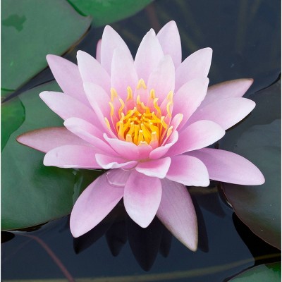 Van Zyverden Premium Series Water Lily Venusta Kit