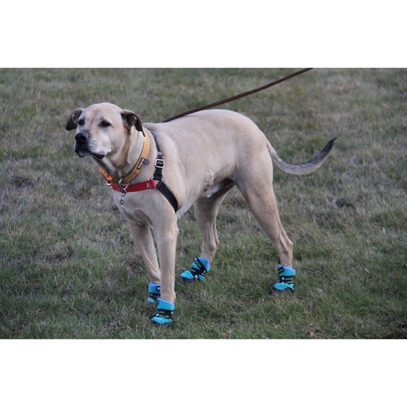Healers Urban Walker Dog Boots - Teal, 4 of 11