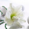 Van Zyverden Amaryllis White Nymph Flower Bulb with Chalk Metal Cachepot - 2 of 4