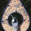 Good Directions Steel Rain Drop Fly-Thru Blue Novelty Bird Feeder 10" - 4 of 4