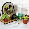 Live Curated 3" Greenhouse Foliage - Good Little Garden™ - 3 of 4
