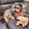 Spot Dura-Fused Leather Raccoon Dog Toy (8"x 7") - 4 of 4