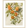 Amanti Art Branch of Oranges I by Jacob Q Wood Framed Wall Art Print - 3 of 4