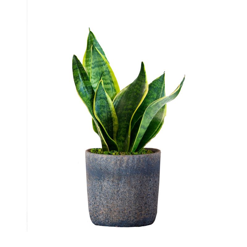 Live Sansevieria Snake Plant in Repose Rustic Stone Planter, 1 of 6